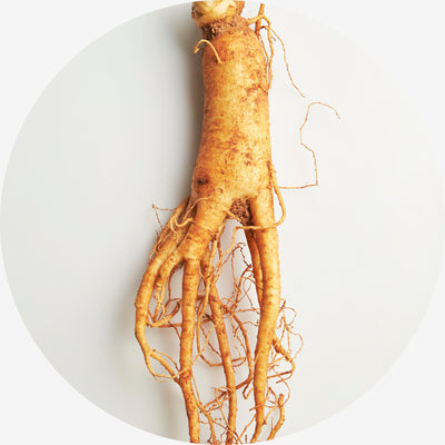 Kırmızı Kore Ginsengi (Panax ginseng) Ekstresi