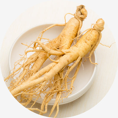Panax Ginseng