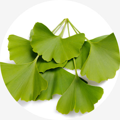 Ginkgo Biloba