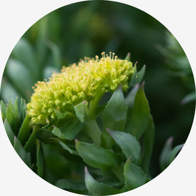Rhodiola Ekstresi